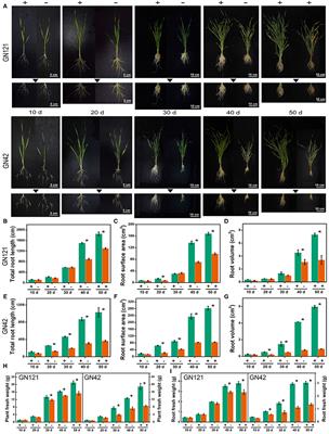 Dynamic Responses of Barley Root Succinyl-Proteome to Short-Term Phosphate Starvation and Recovery
